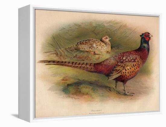 Pheasant (Phasianus colchicus), 1900, (1900)-Charles Whymper-Framed Premier Image Canvas