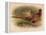 Pheasant (Phasianus colchicus), 1900, (1900)-Charles Whymper-Framed Premier Image Canvas