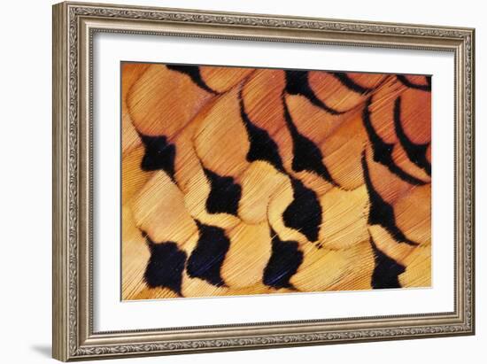 Pheasant Plumage-Colin Varndell-Framed Photographic Print