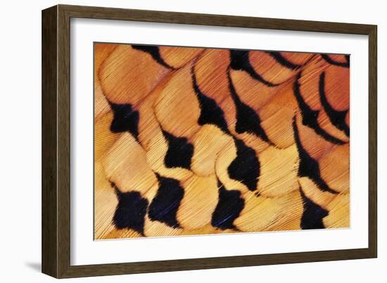 Pheasant Plumage-Colin Varndell-Framed Photographic Print