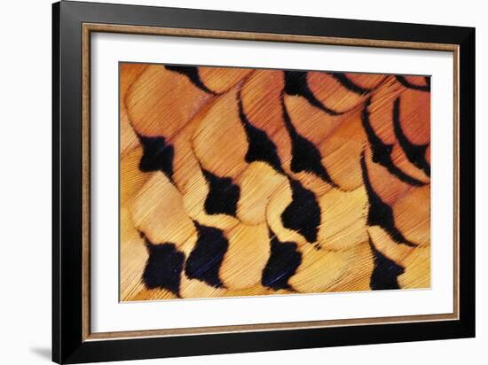 Pheasant Plumage-Colin Varndell-Framed Photographic Print