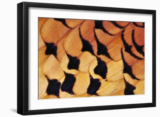 Pheasant Plumage-Colin Varndell-Framed Photographic Print