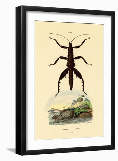 Pheasant Shell, 1833-39-null-Framed Giclee Print