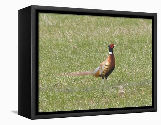 Pheasant standing in grassy field-Michael Scheufler-Framed Premier Image Canvas