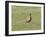 Pheasant standing in grassy field-Michael Scheufler-Framed Photographic Print