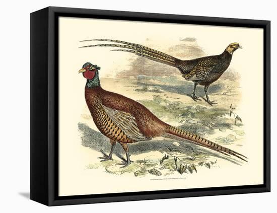 Pheasant Varieties V-null-Framed Stretched Canvas
