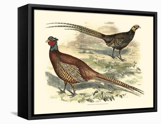 Pheasant Varieties V-null-Framed Stretched Canvas