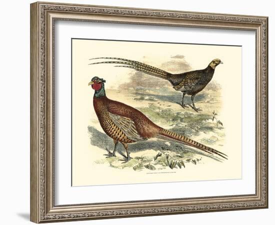 Pheasant Varieties V-null-Framed Art Print