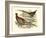 Pheasant Varieties V-null-Framed Art Print