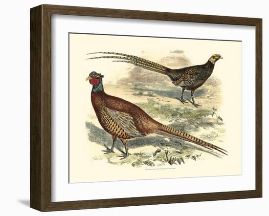 Pheasant Varieties V-null-Framed Art Print