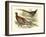 Pheasant Varieties V-null-Framed Art Print