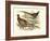 Pheasant Varieties V-null-Framed Art Print