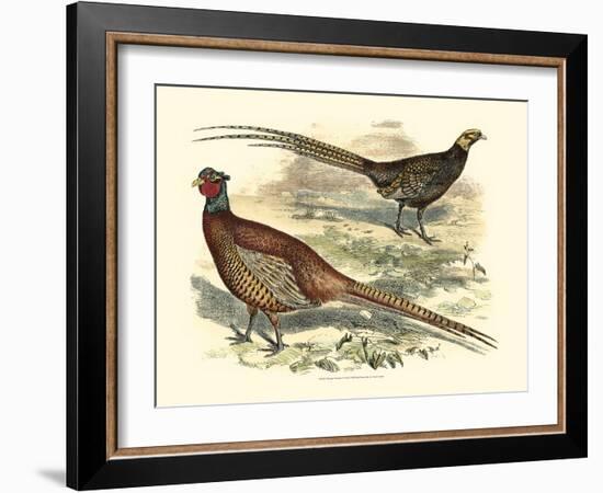 Pheasant Varieties V-null-Framed Art Print