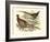 Pheasant Varieties V-null-Framed Art Print