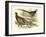 Pheasant Varieties V-null-Framed Art Print