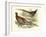 Pheasant Varieties V-null-Framed Art Print