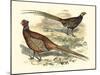 Pheasant Varieties V-null-Mounted Art Print