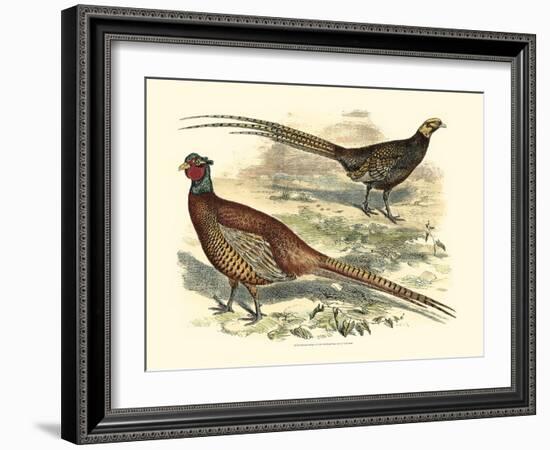 Pheasant Varieties V-null-Framed Art Print