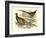 Pheasant Varieties V-null-Framed Art Print