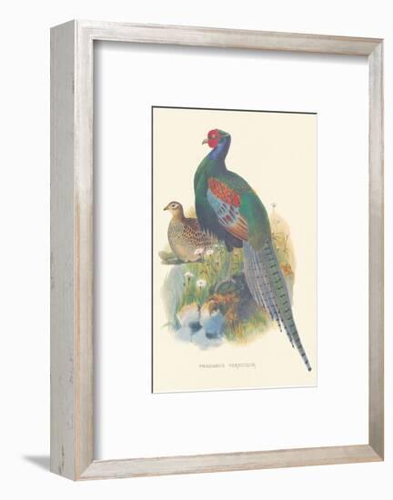 Pheasant Versicolor-null-Framed Art Print