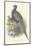 Pheasant Versicolor-null-Mounted Art Print