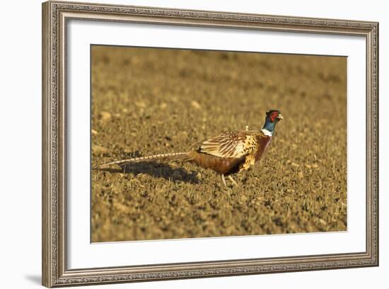 Pheasant Walking across Ploughed Field-null-Framed Photographic Print