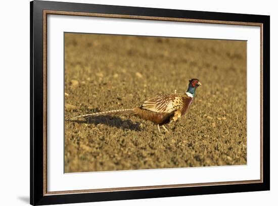 Pheasant Walking across Ploughed Field-null-Framed Photographic Print