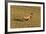 Pheasant Walking across Ploughed Field-null-Framed Photographic Print