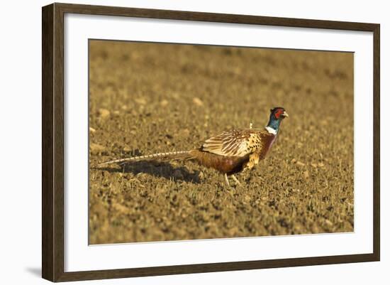 Pheasant Walking across Ploughed Field-null-Framed Photographic Print