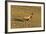 Pheasant Walking across Ploughed Field-null-Framed Photographic Print