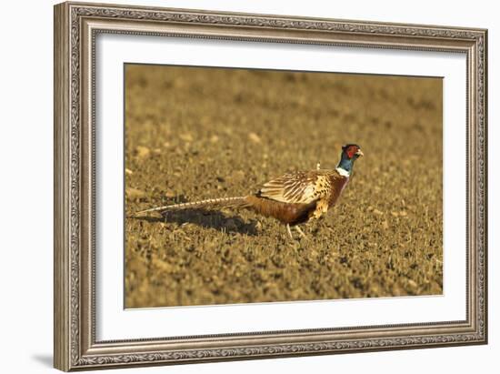 Pheasant Walking across Ploughed Field-null-Framed Photographic Print