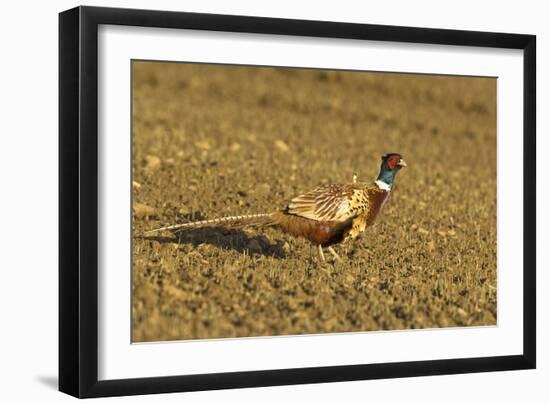 Pheasant Walking across Ploughed Field-null-Framed Photographic Print