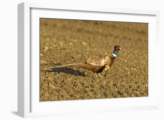 Pheasant Walking across Ploughed Field-null-Framed Photographic Print