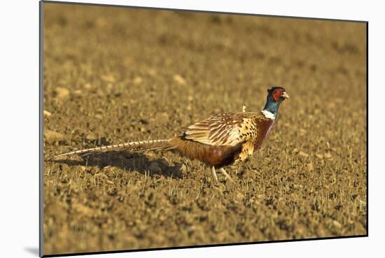 Pheasant Walking across Ploughed Field-null-Mounted Photographic Print