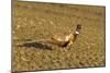 Pheasant Walking across Ploughed Field-null-Mounted Photographic Print