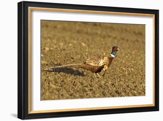 Pheasant Walking across Ploughed Field-null-Framed Photographic Print