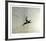 Pheasant-Chris Forrest-Framed Collectable Print