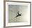 Pheasant-Chris Forrest-Framed Collectable Print