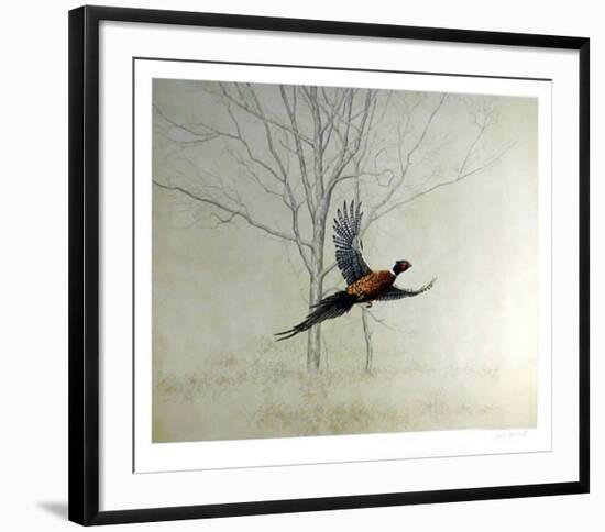 Pheasant-Chris Forrest-Framed Collectable Print