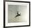 Pheasant-Chris Forrest-Framed Collectable Print