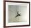 Pheasant-Chris Forrest-Framed Collectable Print