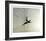 Pheasant-Chris Forrest-Framed Collectable Print