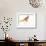 Pheasant-Karin Johannesson-Framed Art Print displayed on a wall