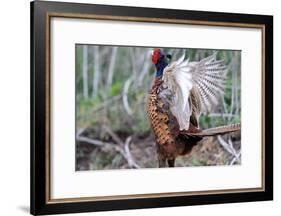 Pheasant-Reiner Bernhardt-Framed Photographic Print