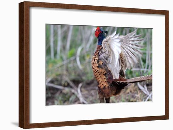 Pheasant-Reiner Bernhardt-Framed Photographic Print