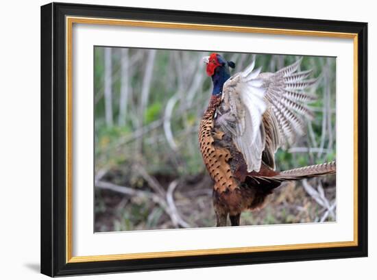 Pheasant-Reiner Bernhardt-Framed Photographic Print