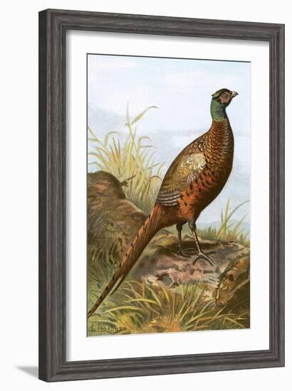 Pheasant-English-Framed Giclee Print