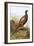 Pheasant-English-Framed Giclee Print