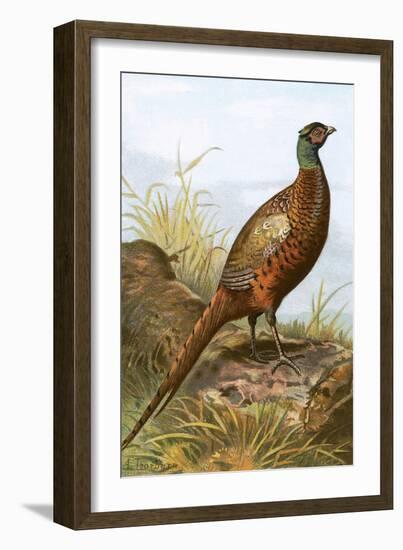 Pheasant-English-Framed Giclee Print