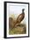 Pheasant-English-Framed Giclee Print